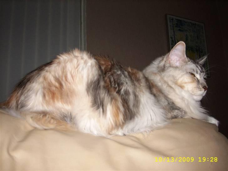 Maine Coon Toffie( Millemus) - Mille er blevet en stor pige nu..  :) billede 15