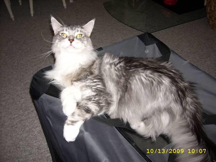 Maine Coon Jelly - Jelly er blevet en STOR dreng nu. billede 18