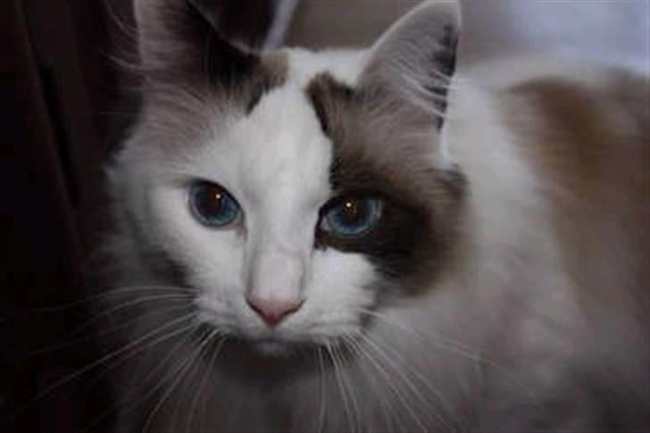 Ragdoll Tugger - Pretty eyes, et yndet kælenavn :o) billede 1