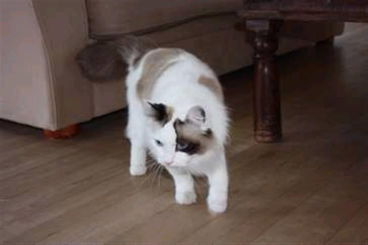 Ragdoll Tugger billede 2