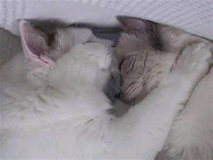 Ragdoll Tugger - Tugger kan godt li´ at sove sammen med sin "søster" :o) billede 3