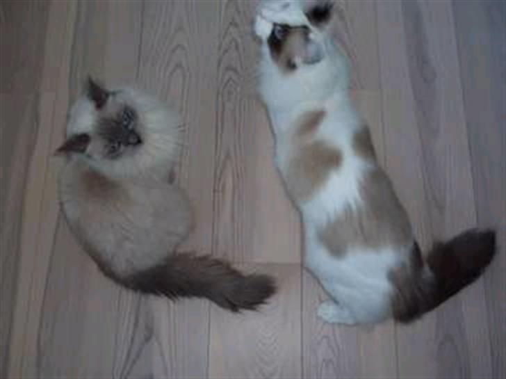 Ragdoll Tugger billede 4