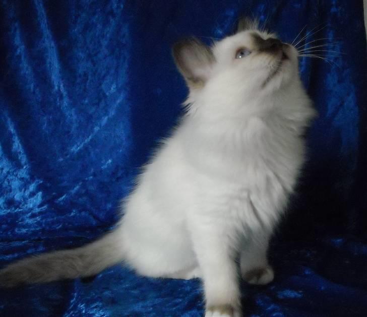 Hellig Birma Gazali's Zahira billede 1