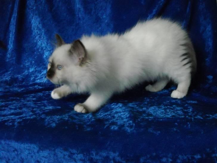 Hellig Birma Gazali's Zahira billede 2