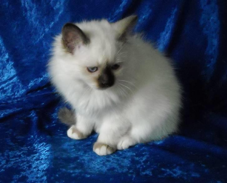 Hellig Birma Gazali's Zahira billede 3