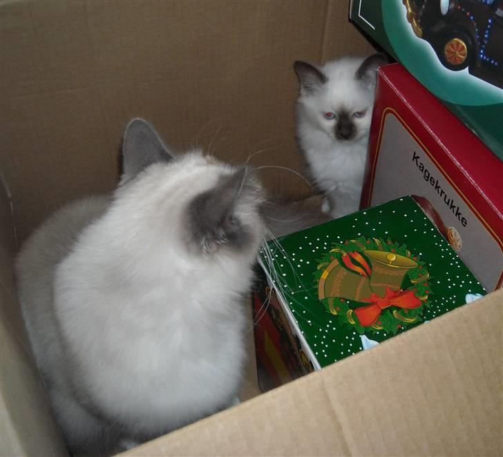 Hellig Birma Gazali's Zahira billede 4