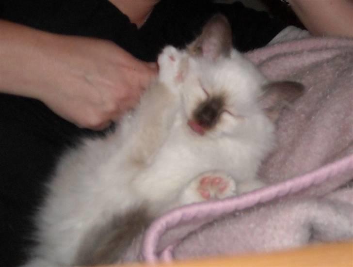 Hellig Birma Gazali's Zahira billede 5