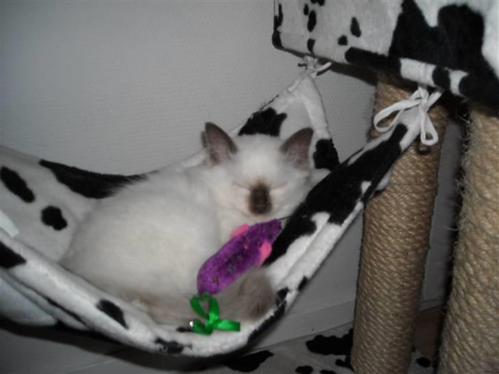 Hellig Birma Gazali's Zahira billede 6