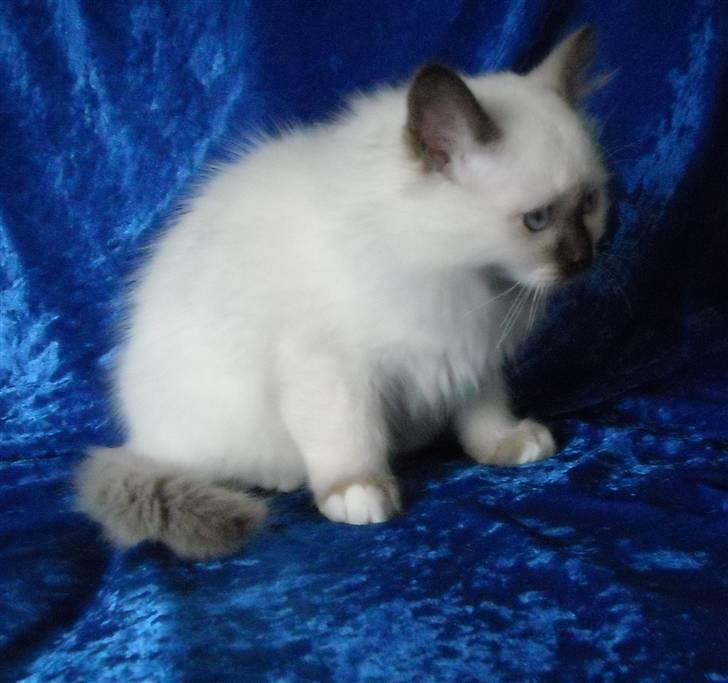 Hellig Birma Gazali's Zahira billede 7