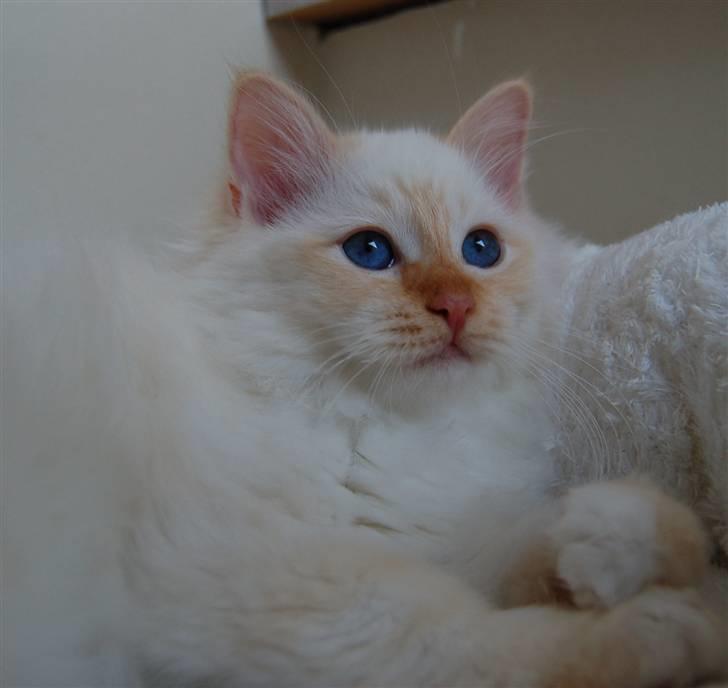 Hellig Birma Mikkel billede 1