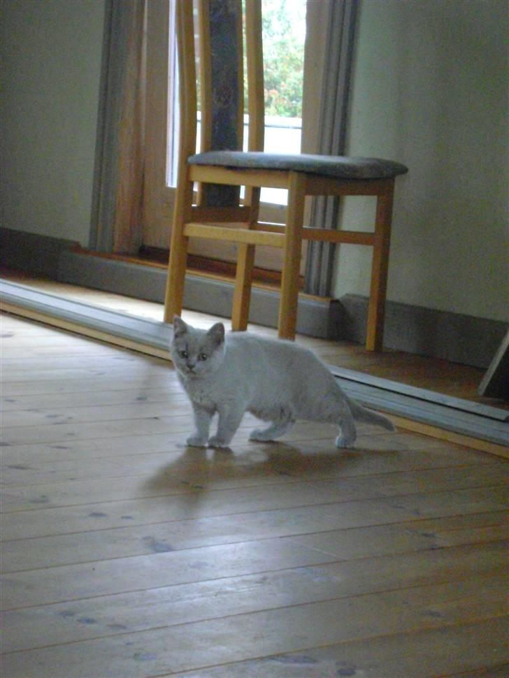 British Shorthair DK Paludans Lucy in the sky billede 5