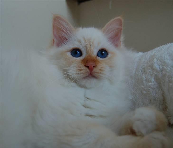 Hellig Birma Mikkel billede 2