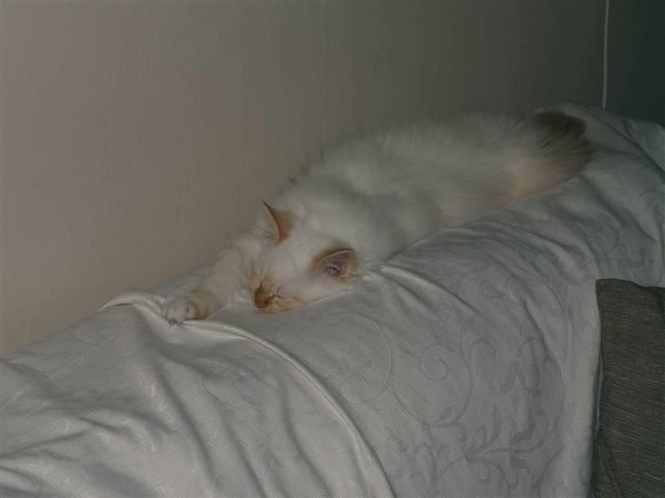 Hellig Birma Mikkel billede 3