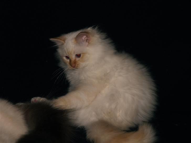 Hellig Birma Mikkel billede 4