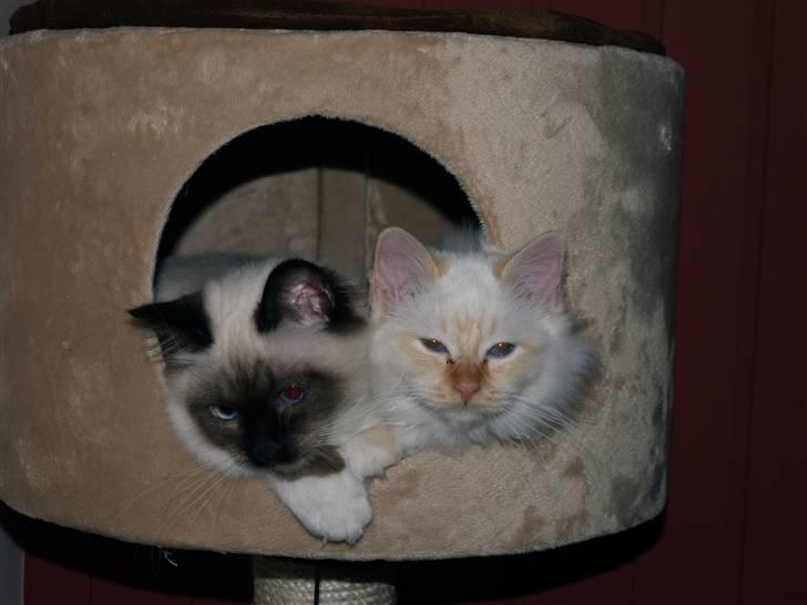 Hellig Birma Mikkel billede 5