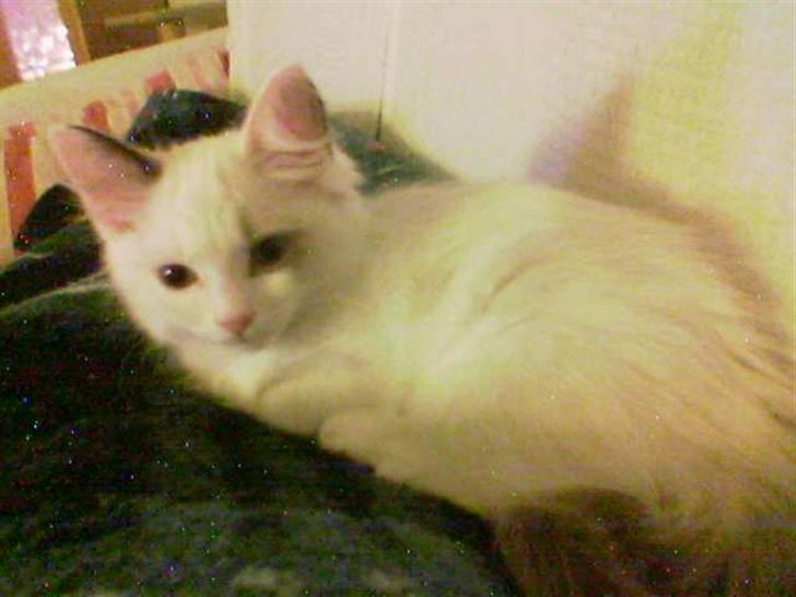 Ragdoll Tugger - Tugger som bette :o) billede 5