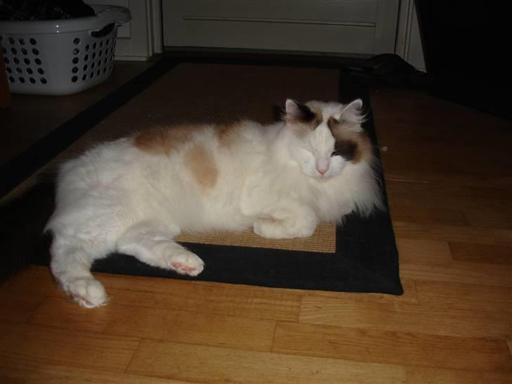 Ragdoll Tugger - Tugger æælsker at dase :o)  billede 6