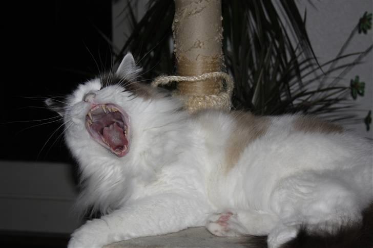 Ragdoll Tugger billede 7