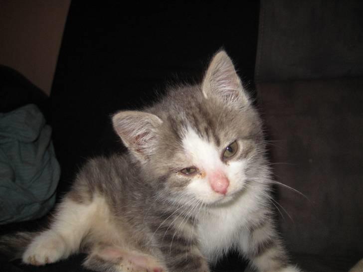 Huskat Malibu billede 7