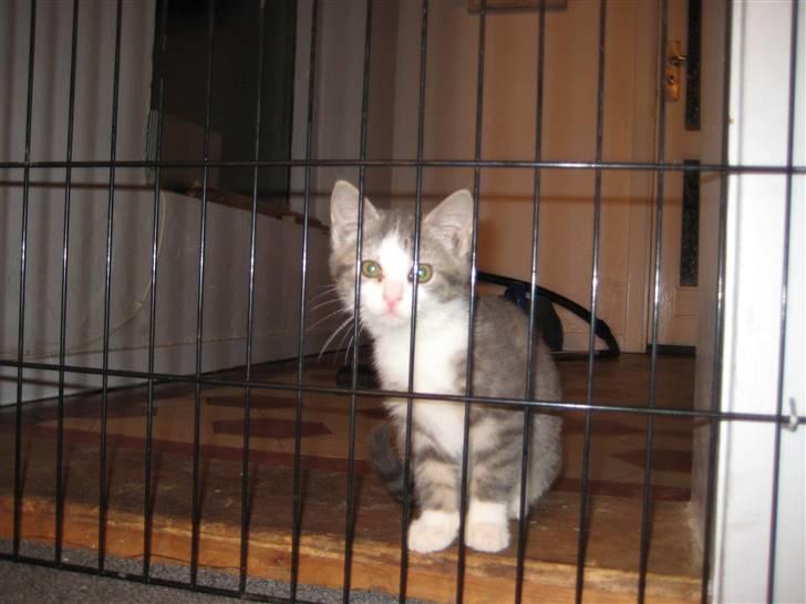 Huskat Malibu billede 8