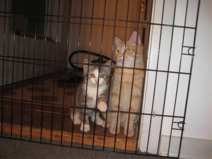 Huskat Malibu billede 9