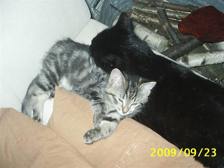 Huskat Fiona billede 15