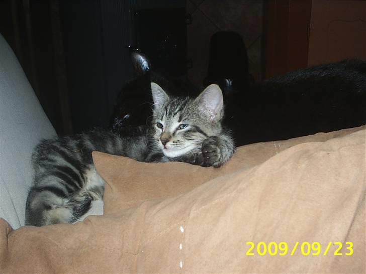 Huskat Fiona billede 16