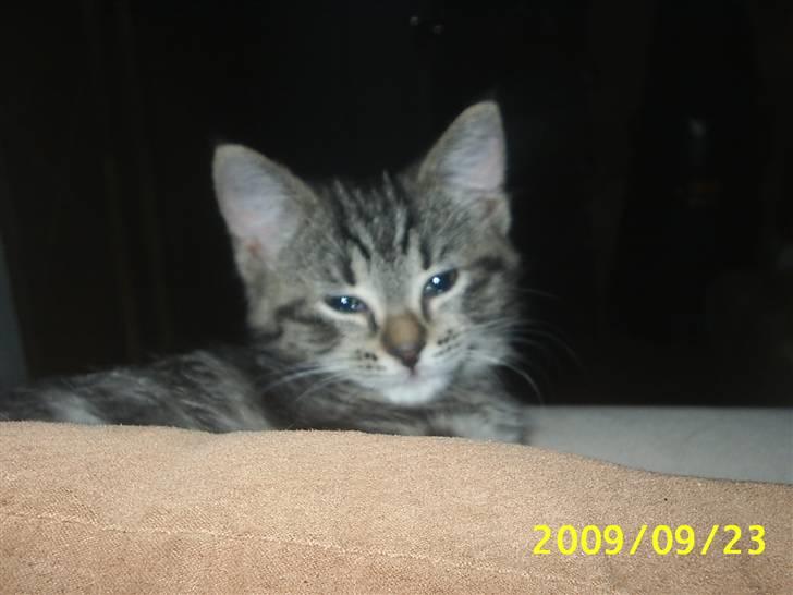 Huskat Fiona billede 17