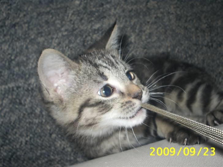 Huskat Fiona billede 18