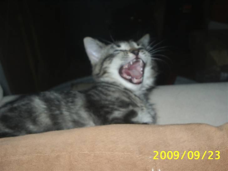 Huskat Fiona billede 19