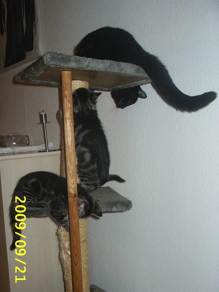 Huskat Fiona billede 20