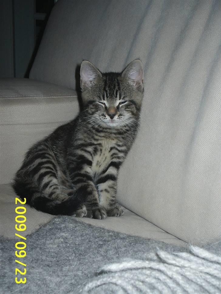 Huskat Baloo billede 13