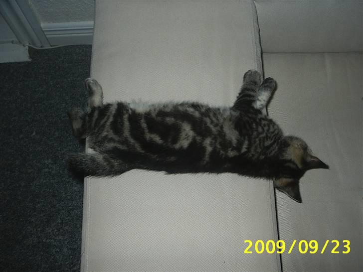 Huskat Baloo billede 14