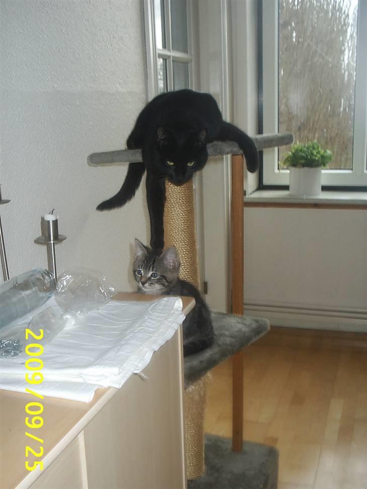 Huskat Baloo billede 15