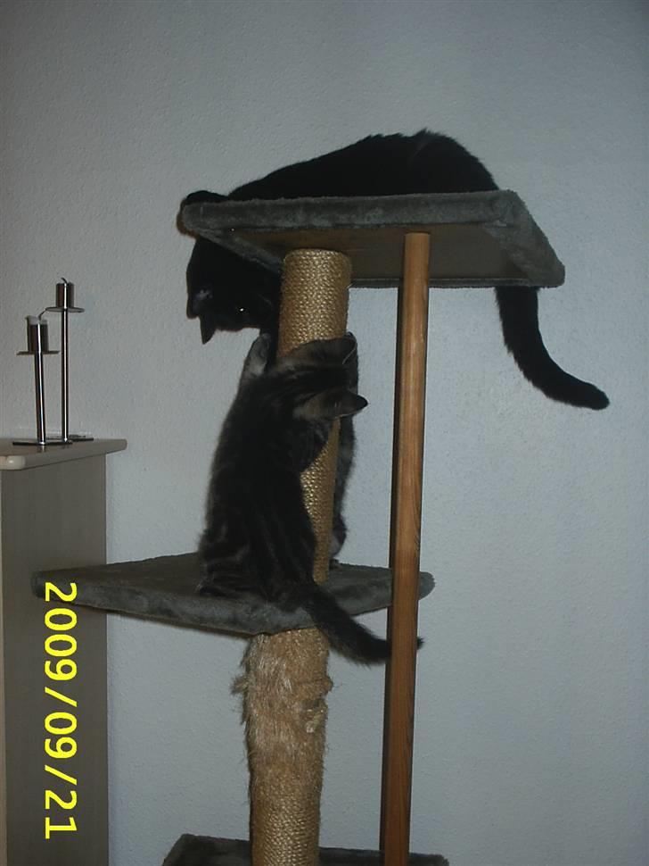 Huskat Baloo billede 16