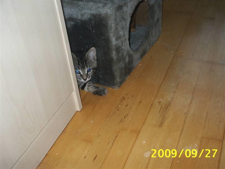 Huskat Baloo billede 17