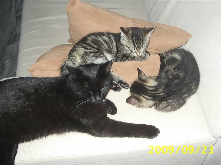 Huskat Baloo billede 18