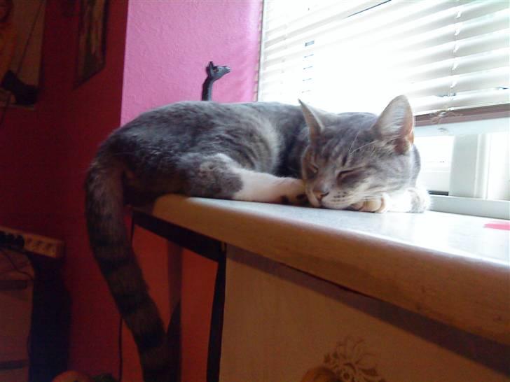 Huskat Mispigen billede 16