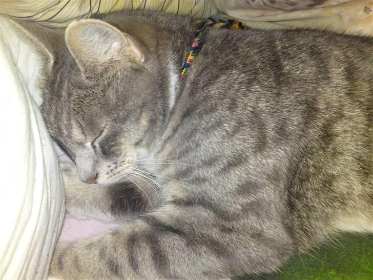 Huskat Mispigen billede 17