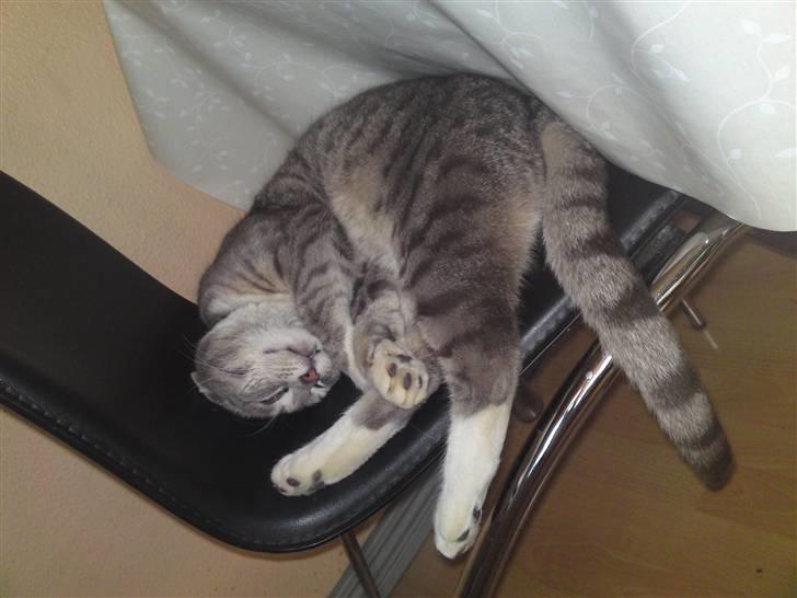 Huskat Mispigen billede 18