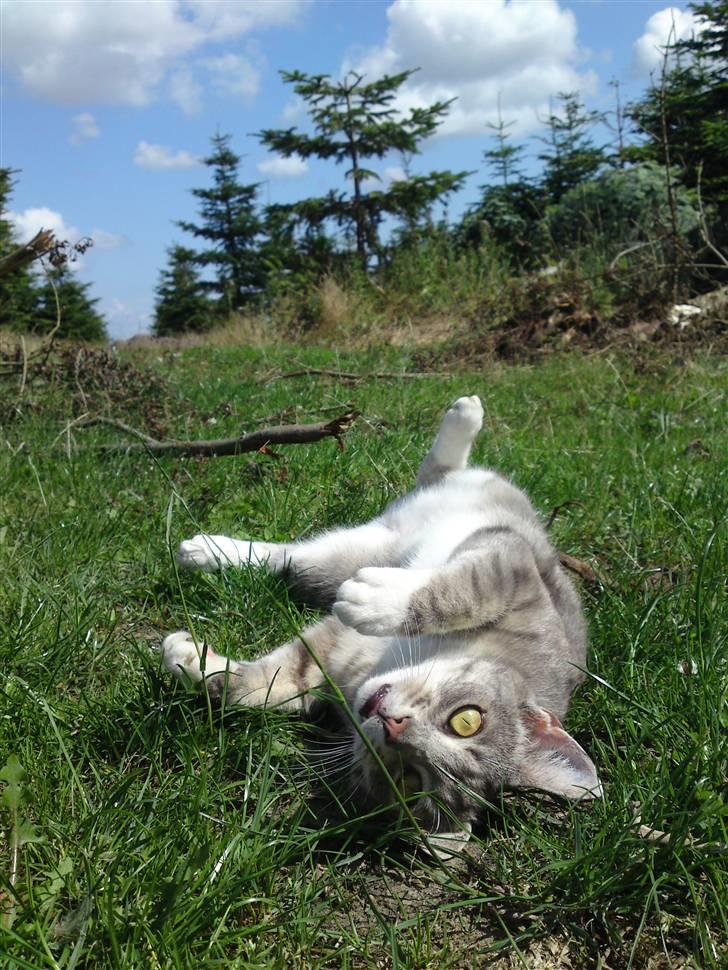 Huskat Mispigen billede 19