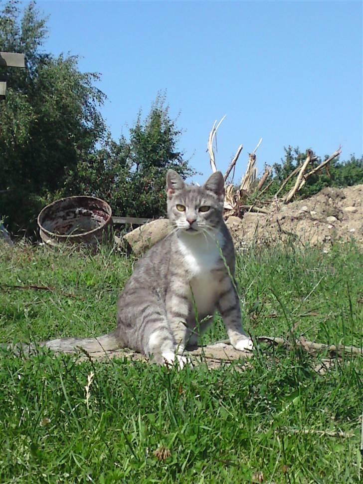 Huskat Mispigen billede 20