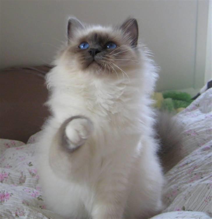 Hellig Birma Sir & Lady´s Lady Fanny billede 1