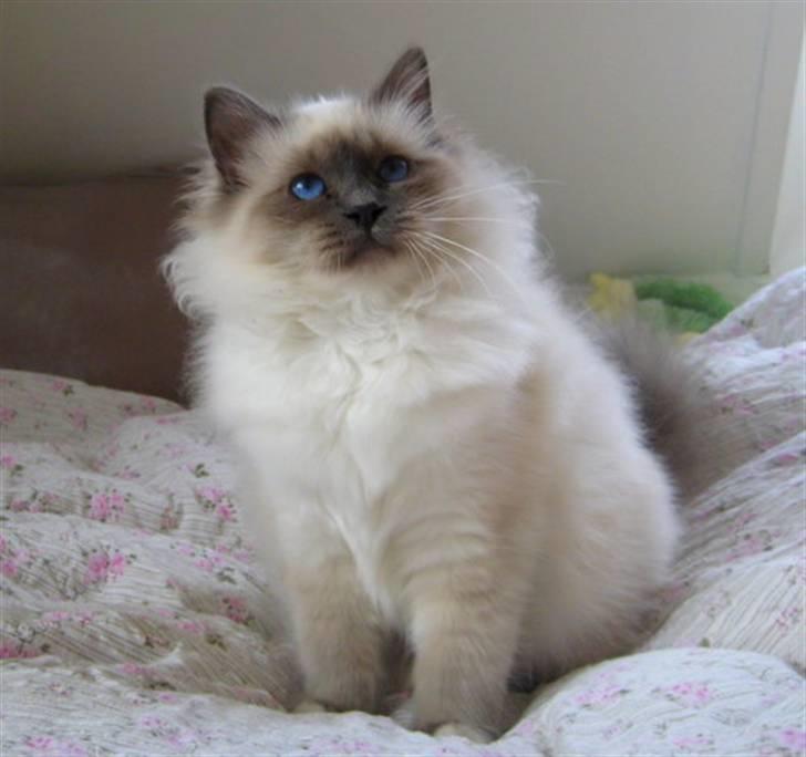 Hellig Birma Sir & Lady´s Lady Fanny billede 2