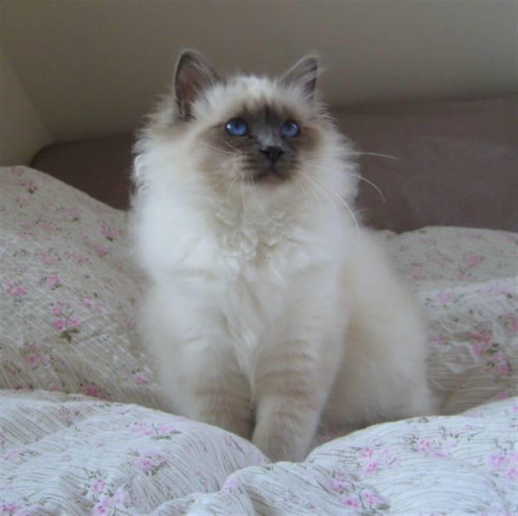 Hellig Birma Sir & Lady´s Lady Fanny billede 3