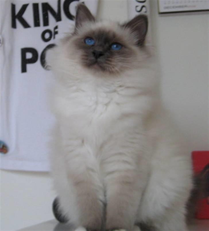 Hellig Birma Sir & Lady´s Lady Fanny billede 4