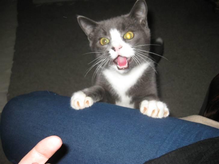 Huskat Bacardi  - ooooppmærksomhed Tak! :b ..  billede 8