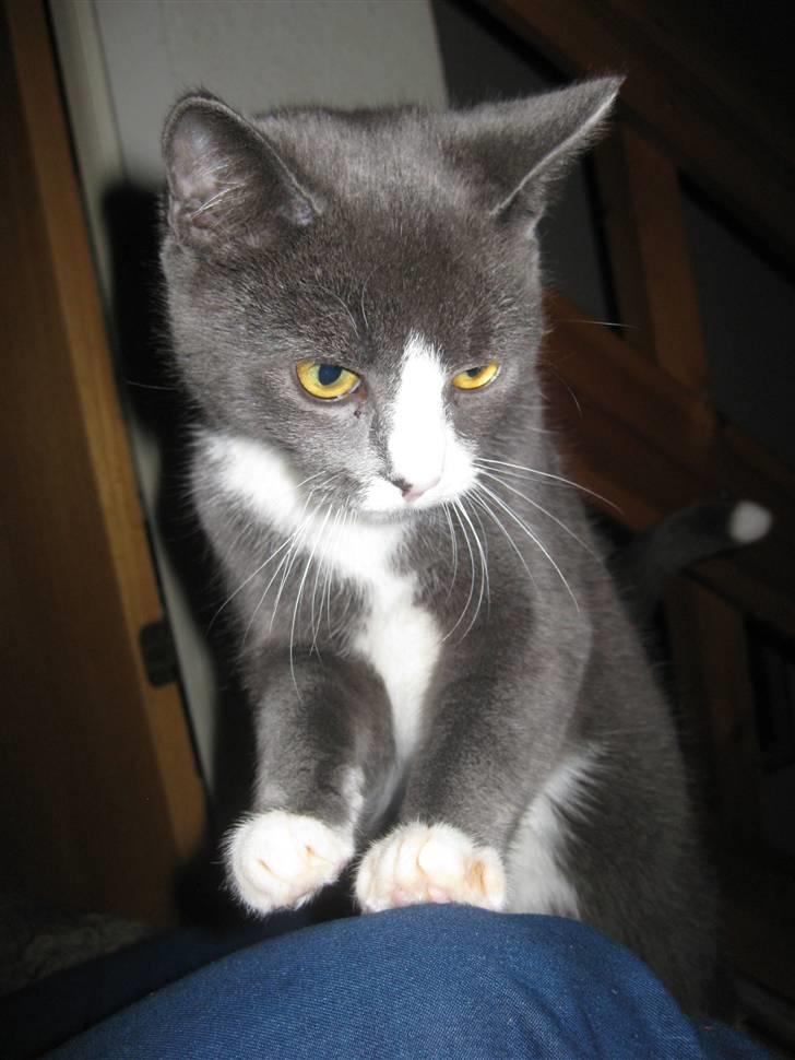 Huskat Bacardi  billede 9