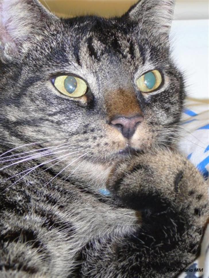 Huskat Oliver (Maria's kat) billede 1