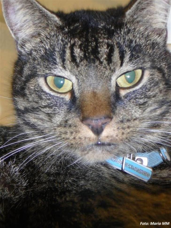 Huskat Oliver (Maria's kat) billede 2